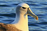 White-capped Albatrossborder=